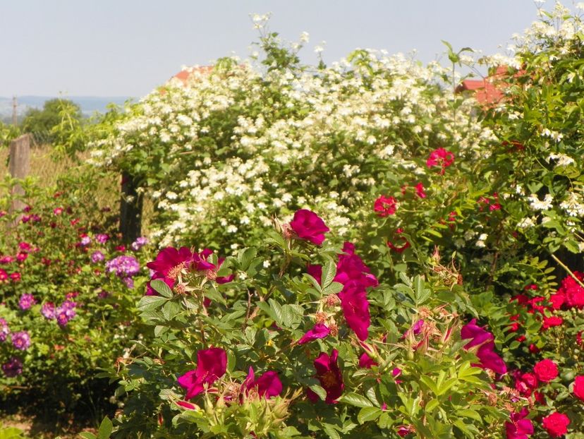clematis Summer Snow, Ann Endt, Blaze Superior - Dobarland 2019 3