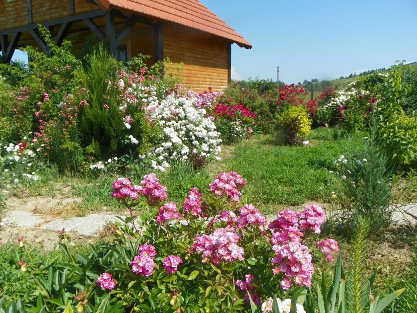 Robin Hood, Perennial Blush - Dobarland 2019 3