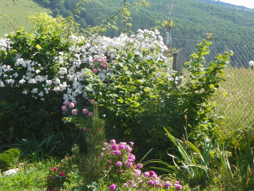 Paul's Himalayan Musk, Duc de Cambridge - Dobarland 2019 3