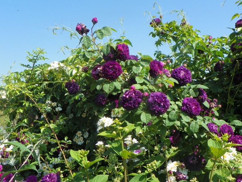 Cardinal de Richelieu - Trandafiri 2019 3