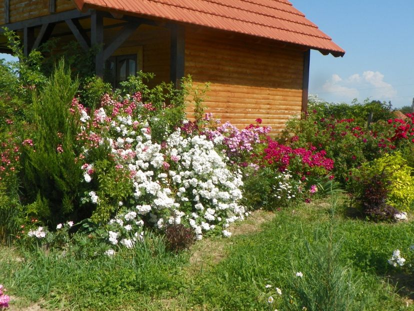 Perennial Blush - Dobarland 2019 3