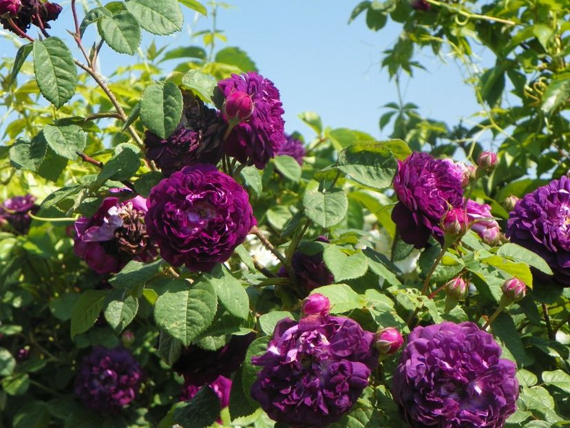 Cardinal de Richelieu - Trandafiri 2019 3