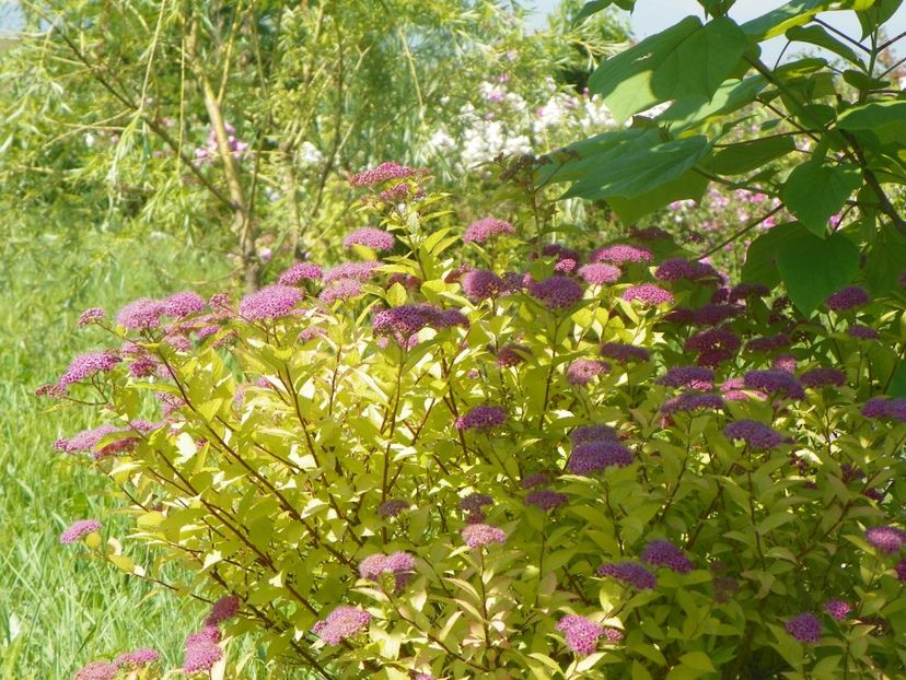 spiraea Firelight - Dobarland 2019 3