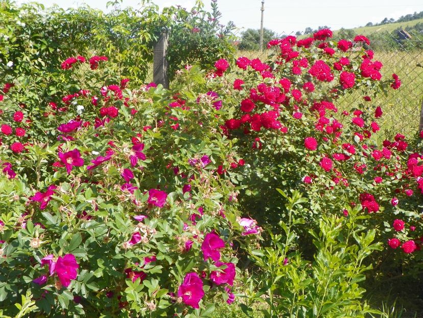 Ann Endt, Blaze Superior - Trandafiri 2019 3