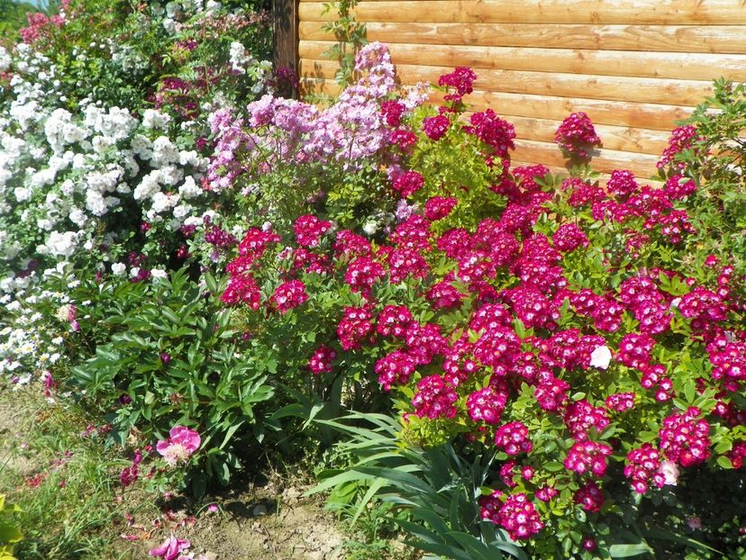 Red Ballerina, Lavender Dream, Perennial Blush - Trandafiri 2019 3