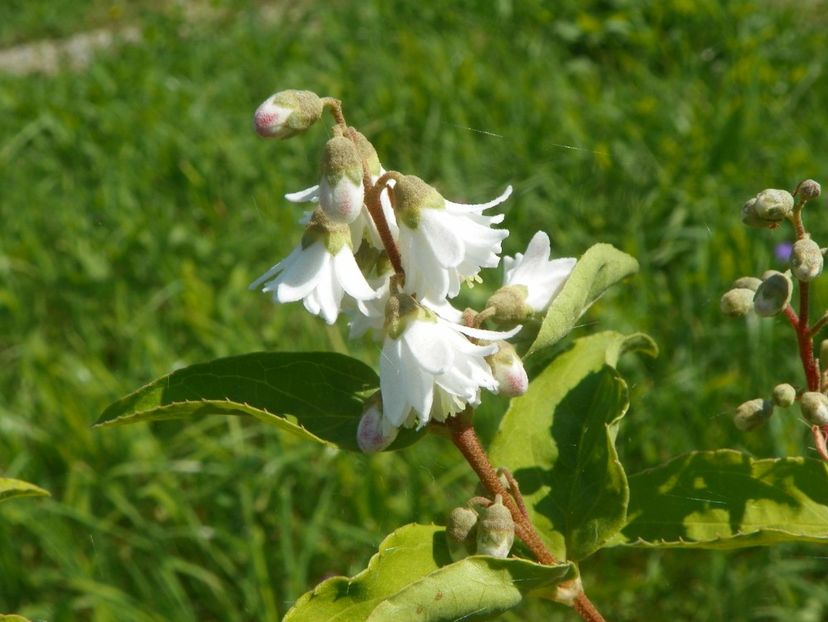 deutzia scabra - Dobarland 2019 3
