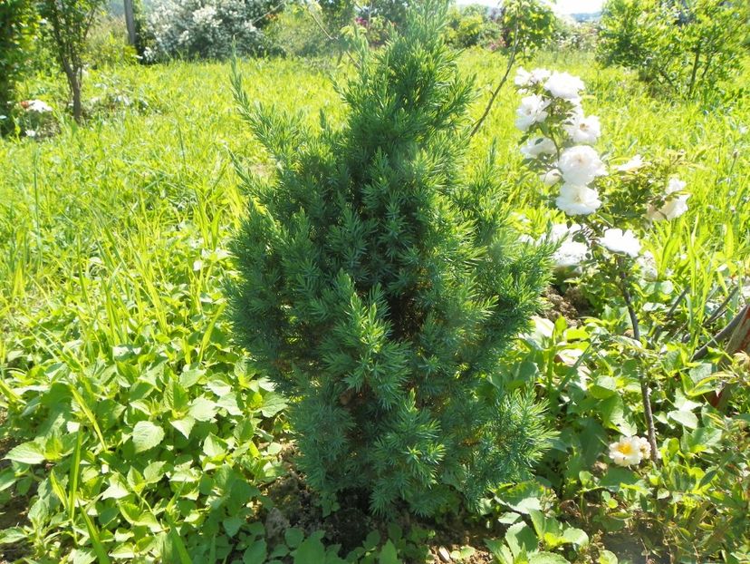 juniperus chinensis Stricta si Ghislaine de Feligonde - Dobarland 2019 3