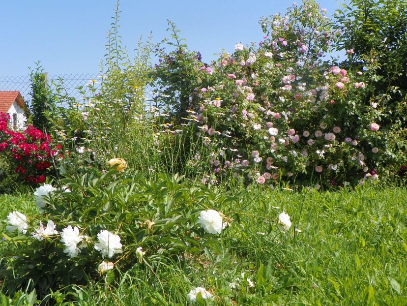 paenia Primevere, Kir Royal - Dobarland 2019 3