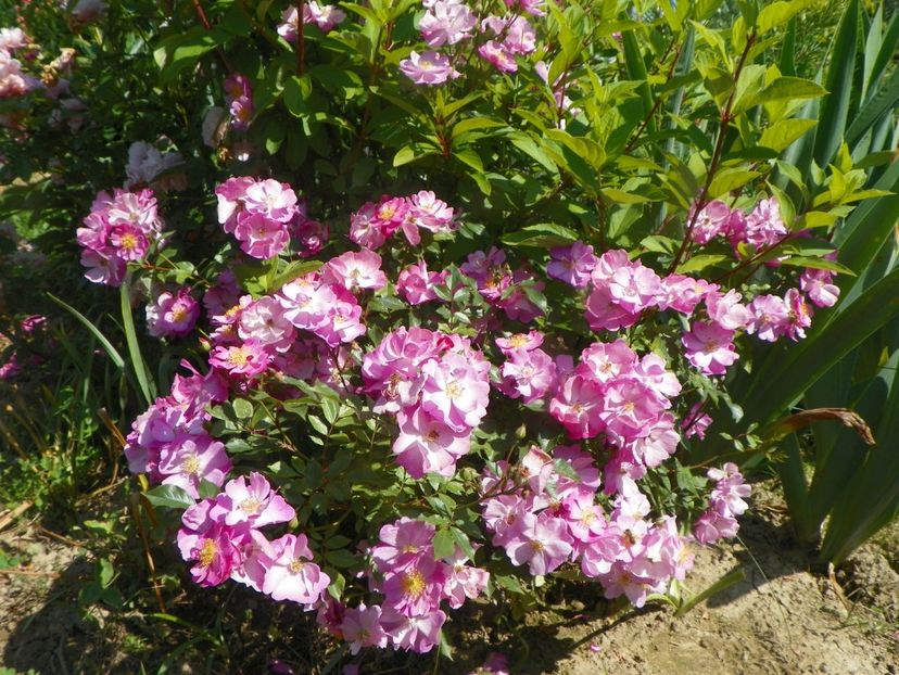 Lavender Dream - Trandafiri 2019 3