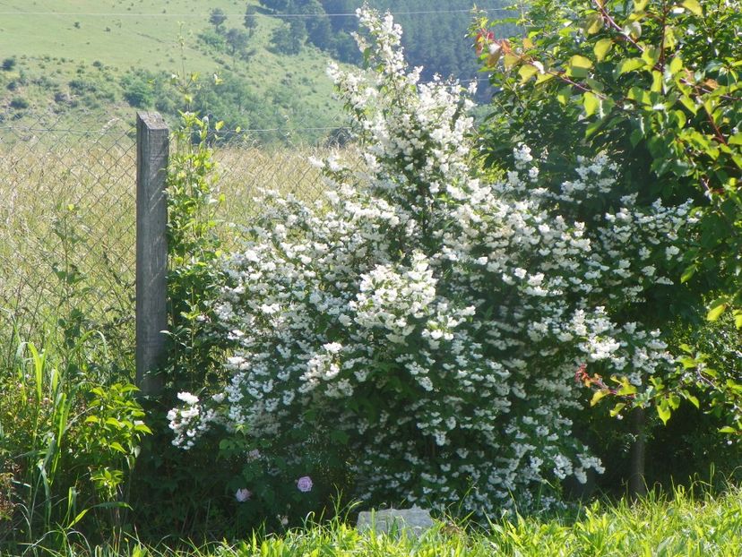 deutzia Codsall Pink - Dobarland 2019 3
