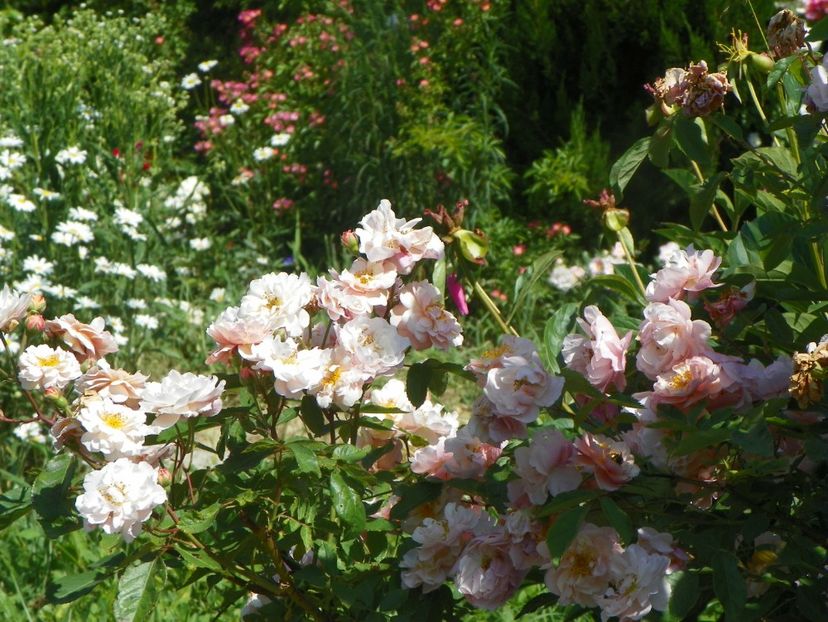 Cornelia - Trandafiri 2019 3