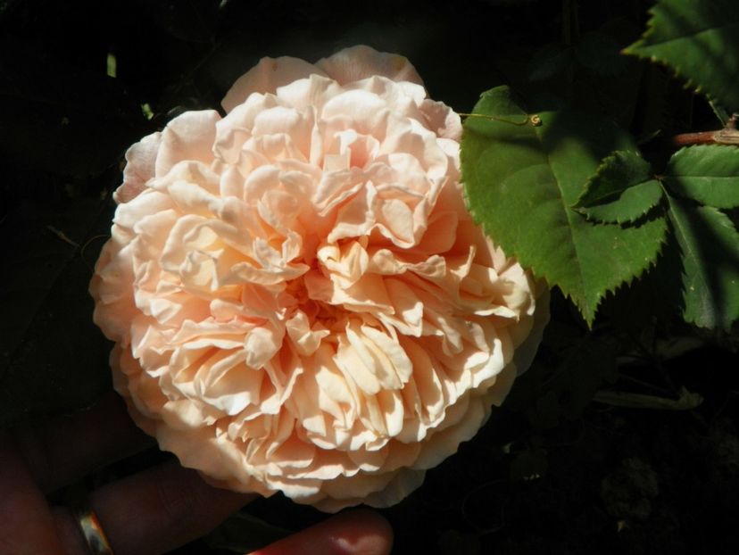 Crown Princess Margaret - Trandafiri 2019 3