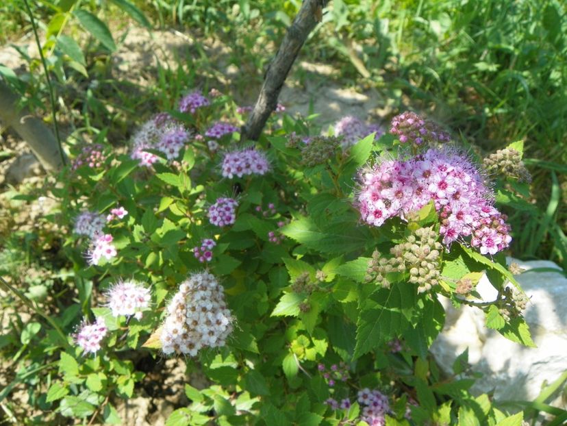 spiraea Little Princess? - Dobarland 2019 3