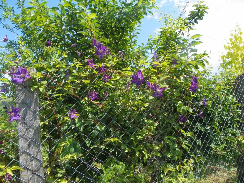 clematis Solina - Dobarland 2019 3
