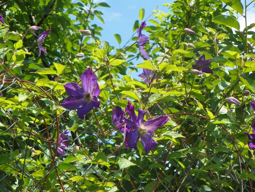 clematis Solina - Dobarland 2019 3