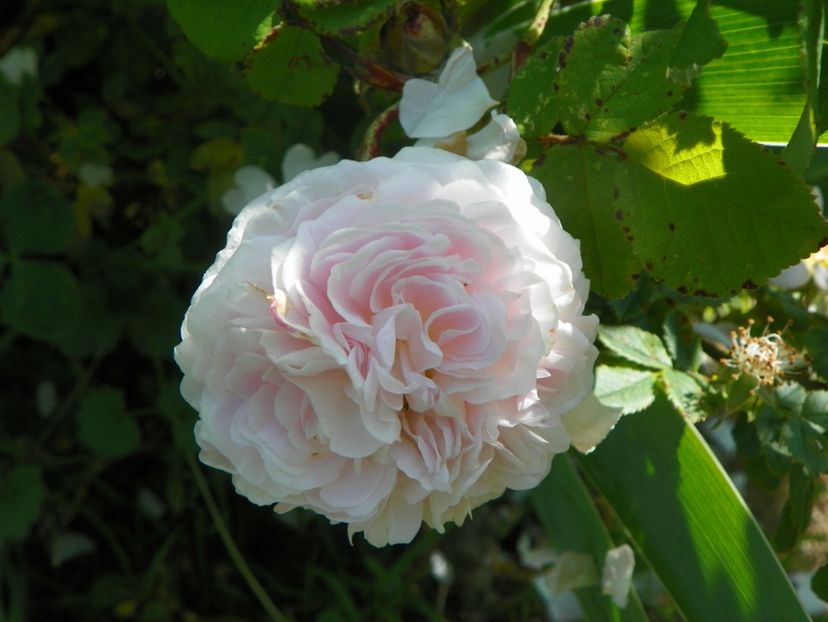 Belle Isis - Trandafiri 2019 3