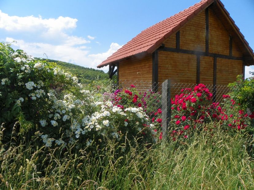 Helenae Semiplena, Blaze Superior din afara terenului - Dobarland 2019 3