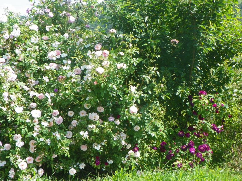 Kir Royal si Tuscany Superb - Trandafiri 2019 3