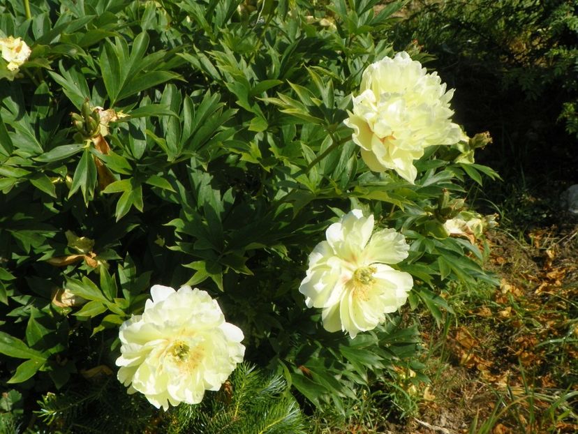 Bartzella - Irisi si bujori 2019