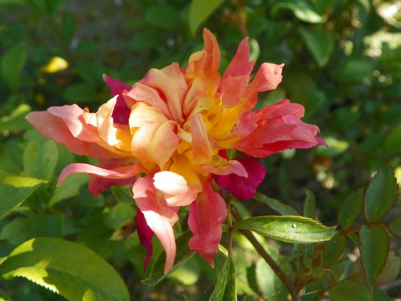 Lady of Shalott - Trandafiri 2019 3