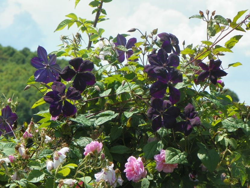 clematis Negritjanka - Dobarland 2019 3