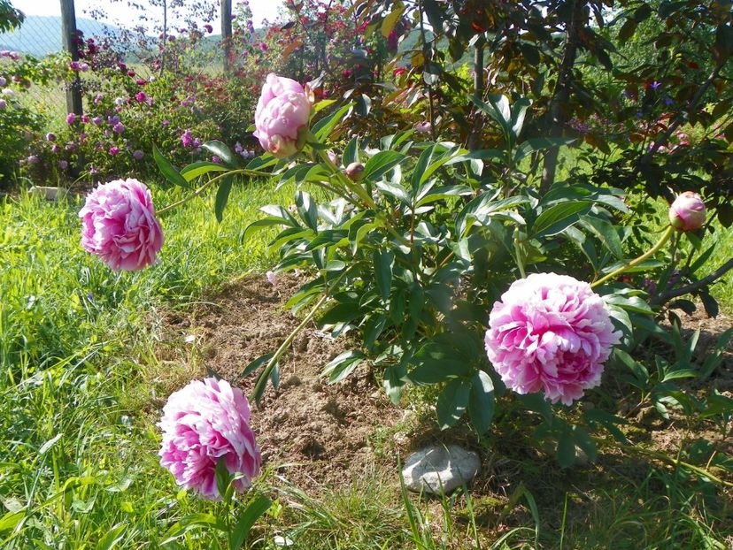 Ursynow - Irisi si bujori 2019