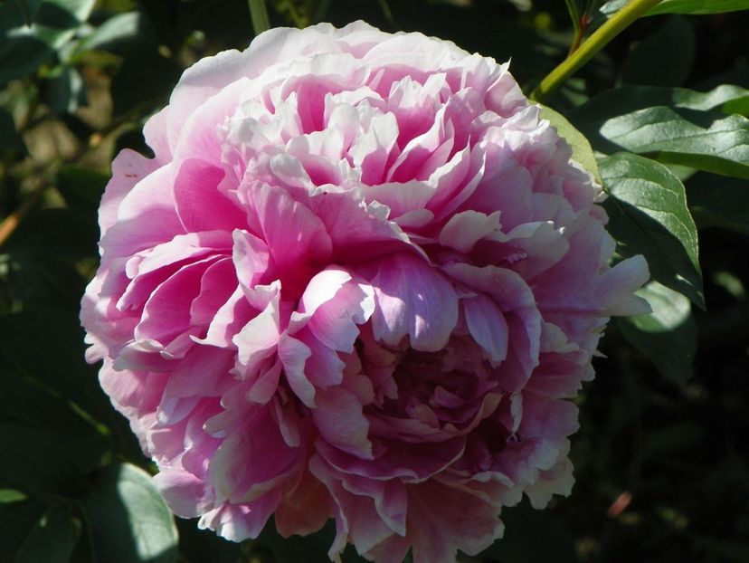 Ursynow - Irisi si bujori 2019