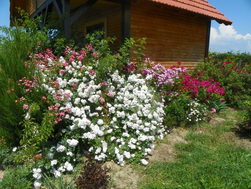 Perennial Blush, Lavender Dream, Red Ballerina - Trandafiri 2019 3