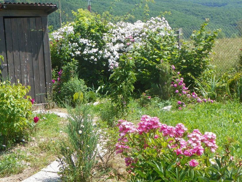 Robin Hood si Paul's Himalayan Musk - Dobarland 2019 3