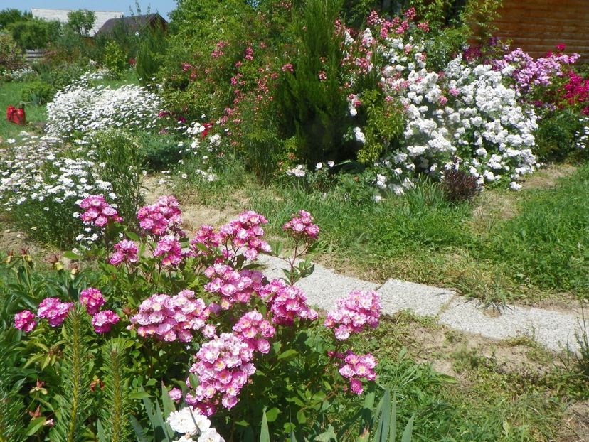 Robin Hood, Perennial Blush - Dobarland 2019 3