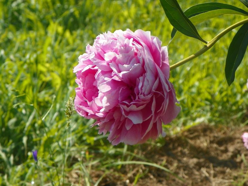 Ursynow - Irisi si bujori 2019