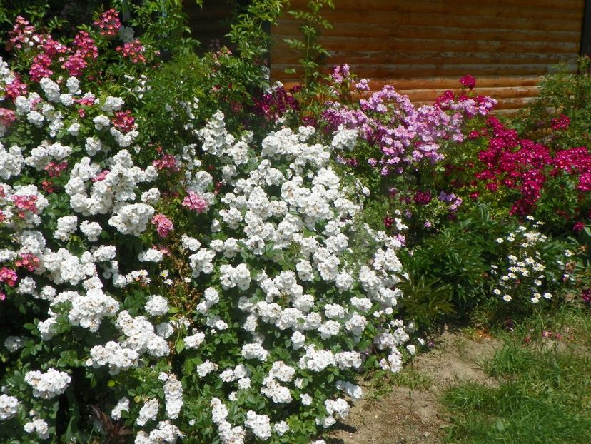 15 iun (655) - Trandafiri 2019 3