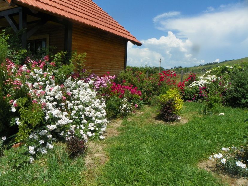 15 iun (723) - Dobarland 2019 3