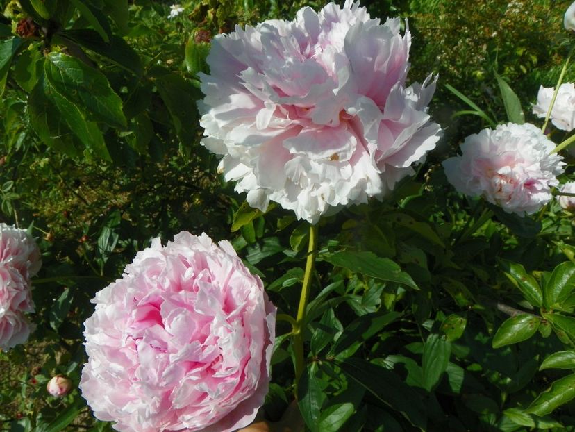 Sarah Bernhardt - Irisi si bujori 2019