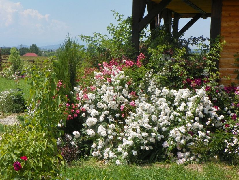 Perennial Blush, Maria Lisa - Dobarland 2019 3