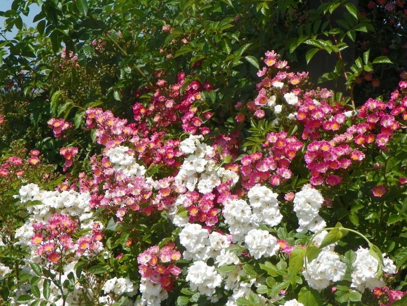 Maria Lisa, Perennial Blush - Trandafiri 2019 3