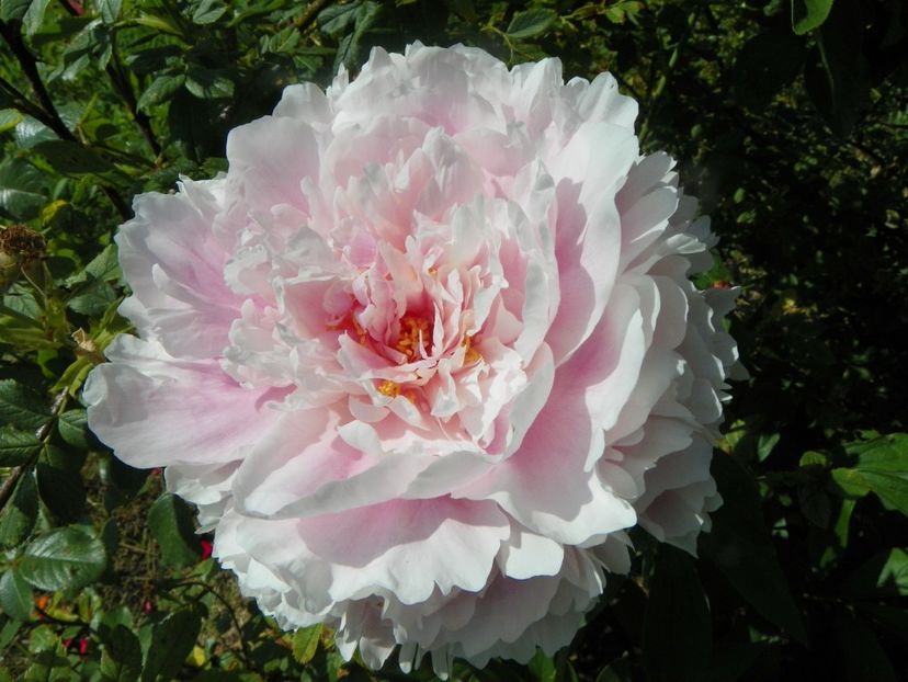 Sarah Bernhardt - Irisi si bujori 2019