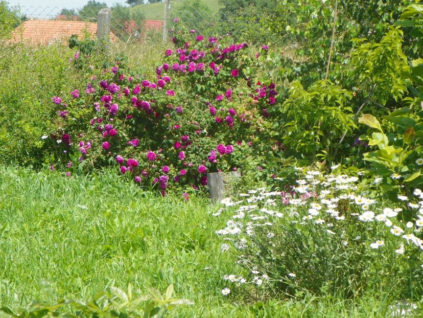 Charles de Mills - Dobarland 2019 3