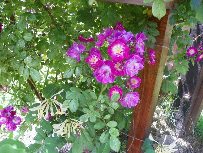 Perennial Blue - Dobarland 2019 3