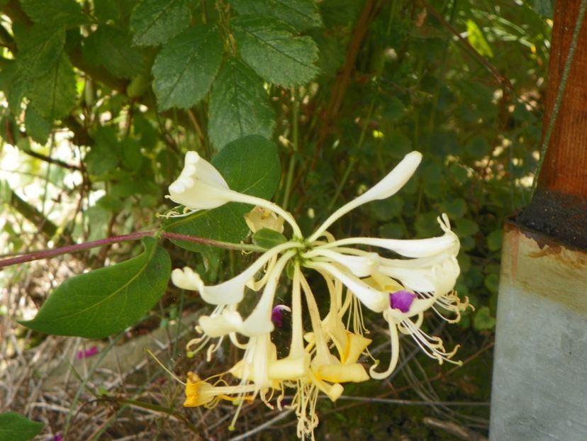 lonicera - Dobarland 2019 3