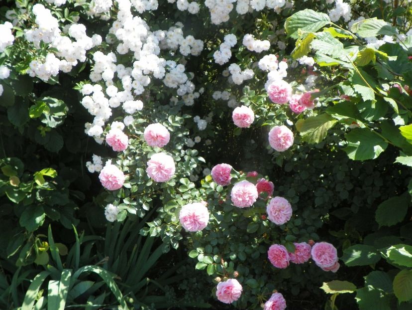 Paul's Himalayan Musk, Pirouette - Trandafiri 2019 3