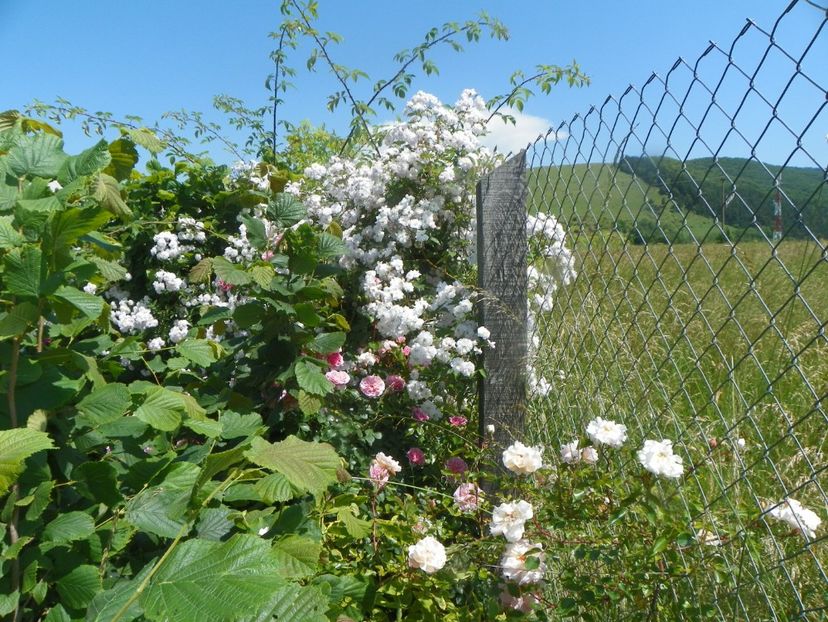 Paul's Himalayan Musk, Leontine Gervais - Trandafiri 2019 3