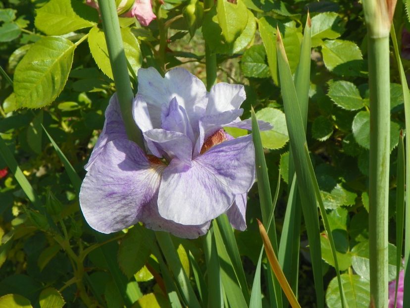 iris sibirica Imperial Opal - Irisi si bujori 2019