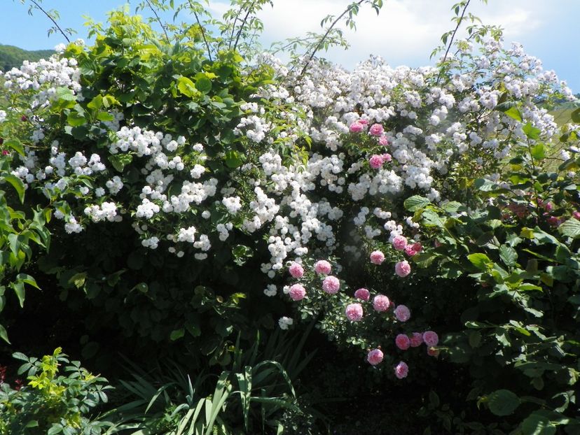Paul's Himalayan Musk, Pirouette - Trandafiri 2019 3