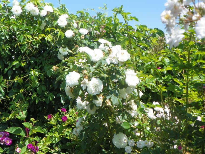 Alba Maxima - Trandafiri 2019 3