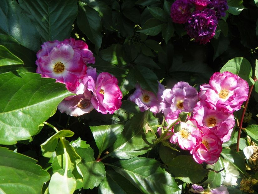 Princess Sibilla de Louxemburg - Trandafiri 2019 3