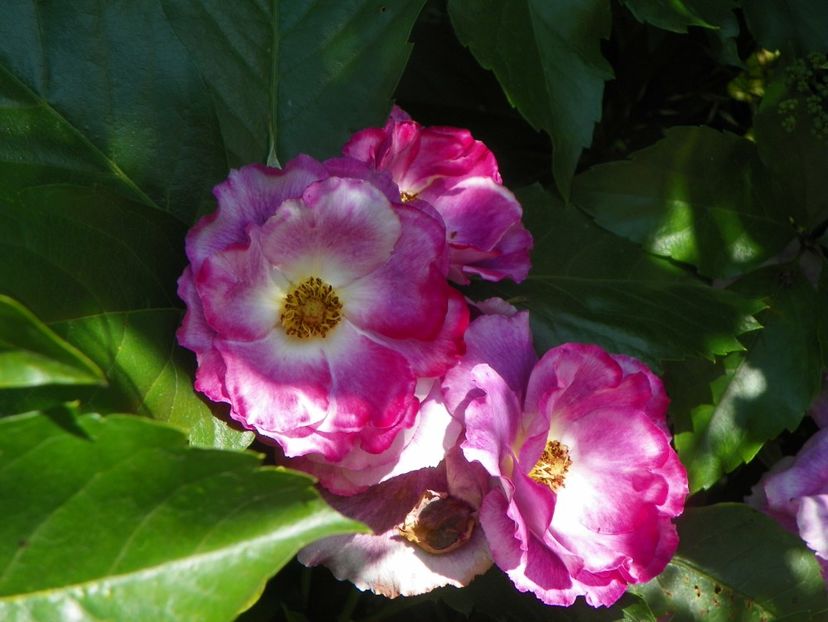 Princess Sibilla de Louxemburg - Trandafiri 2019 3