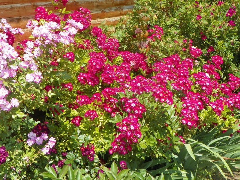 Lavender Dream, Red Ballerina - Trandafiri 2019 3