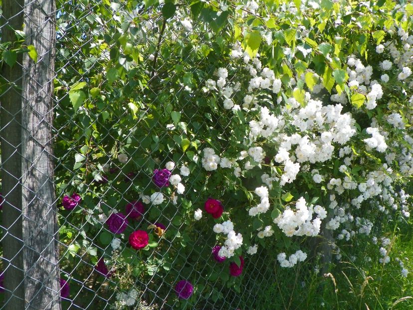 Pauls Himalayan Musk si Gipsy Boy - Trandafiri 2019 3
