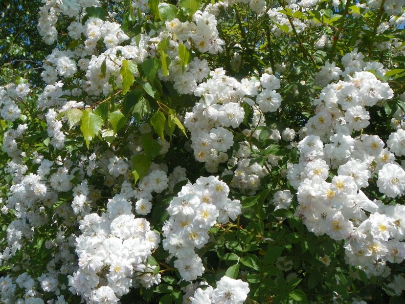 Pauls Himalayan Musk - Trandafiri 2019 3